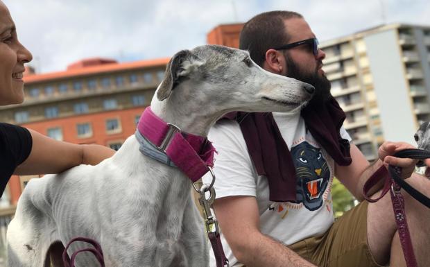 la diabetes del galgo cumplió 50